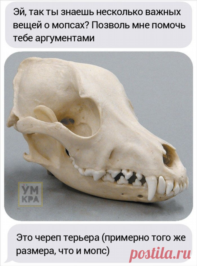 Парень хотел завести мопса, но его друг сравнил черепа собак, доказав, что это жестоко | Краше Всех