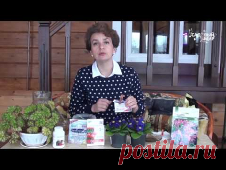 Как сохранить купленные цветы. Что подарить на 8 Марта? Многие дарят цветы в горшке. Но они почему-то не живут, погибают вскоре покупки. Как правильно ухажив...