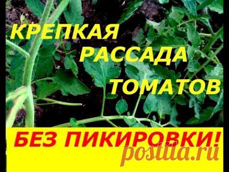 КРЕПКАЯ РАССАДА ТОМАТОВ БЕЗ ПИКИРОВКИ ! ПОДКОРМКА И ЗАЩИТА