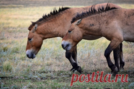 «Синхрон» Лошади Пржевальского в Оренбургском заповеднике. Фотограф – Julia Abramova (nat-geo.ru/community/user/207607).