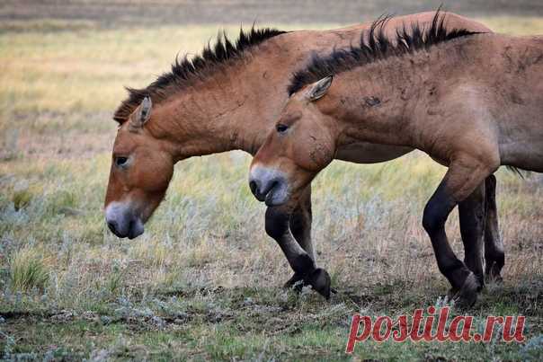 «Синхрон» Лошади Пржевальского в Оренбургском заповеднике. Фотограф – Julia Abramova (nat-geo.ru/community/user/207607).