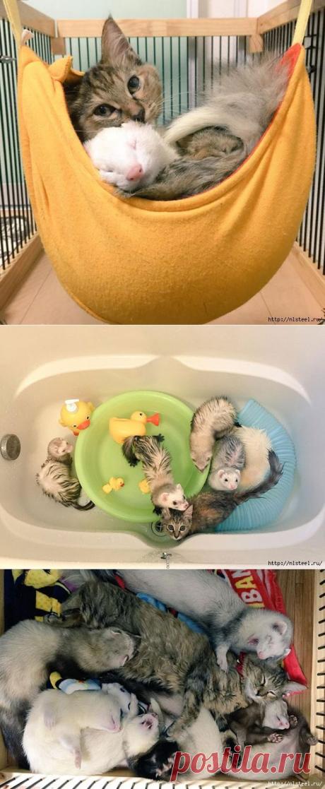Как бездомный котенок превратился в домашнего хорька!