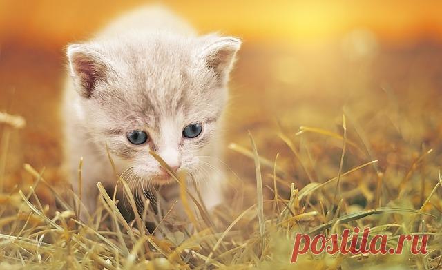 Лучшие идеи для кошек | Cats by Patricia