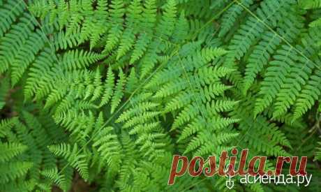 Папоротники для участка: орляк обыкновенный - папоротник, орляк, орляк обыкновенный