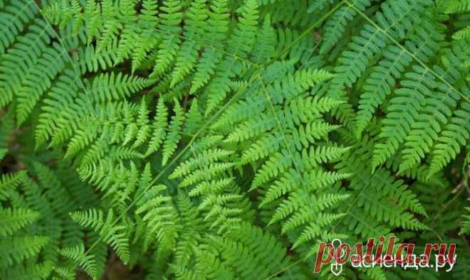 Папоротники для участка: орляк обыкновенный - папоротник, орляк, орляк обыкновенный