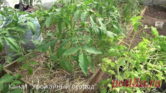 НОВОЕ УДОБРЕНИЕ ДЛЯ ОГУРЦОВ!ОЧЕНЬ ЭФФЕКТИВНАЯ ПОДКОРМКА!
