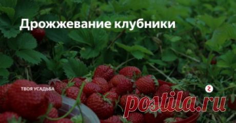 Дрожжевание клубники Для того, чтоб клубника ничем не болела и давала стабильные урожаи её рекомендуется дрожжевать. Процедура очень простая и не требует практически никаких материальных затрат.
Проводят внекорневую обработку клубники дрожжевым настоем раз в две недели. Эффект будет заметен уже через несколько дней после подкормки. Листья станут ярко-зелёными и «бодрыми». Опрыскивают клубнику вечером перед самым заход