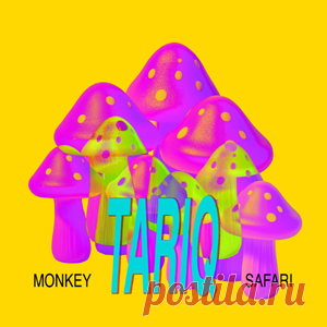 Monkey Safari - Tariq | 4DJsonline.com