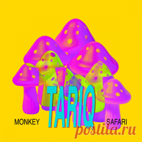 Monkey Safari - Tariq | 4DJsonline.com