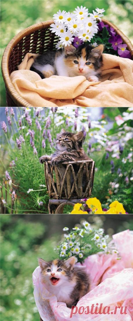 Котятки летом)).
