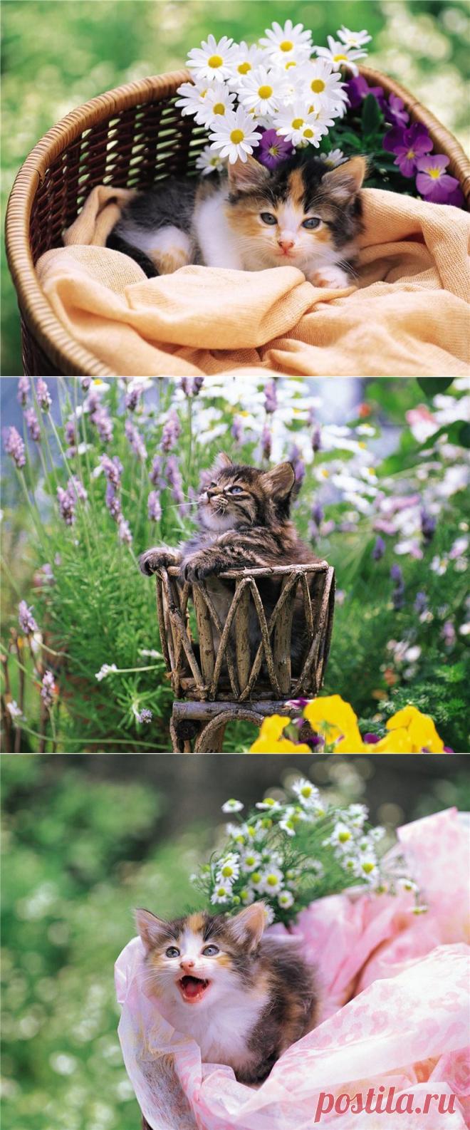 Котятки летом)).
