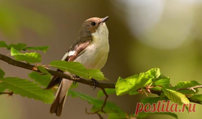 Красивый сайт с фотографиями природы