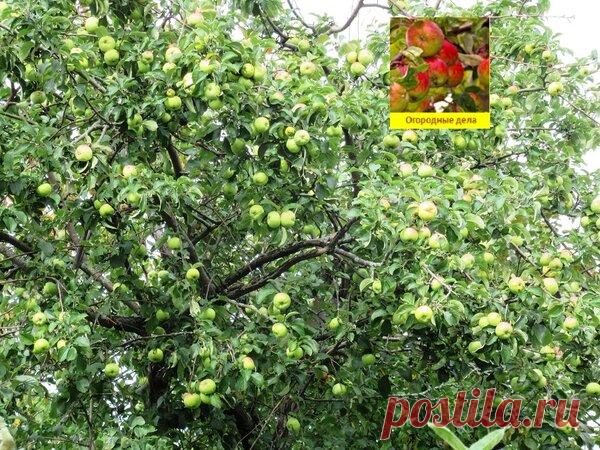 Чтобы недозрелые яблоки не падали раньше времени с дерева, устраняем причины | Огородные дела | Яндекс Дзен