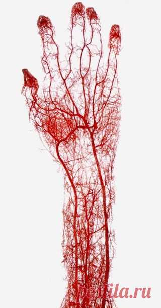Очищение кровеносных сосудов в домашних условиях