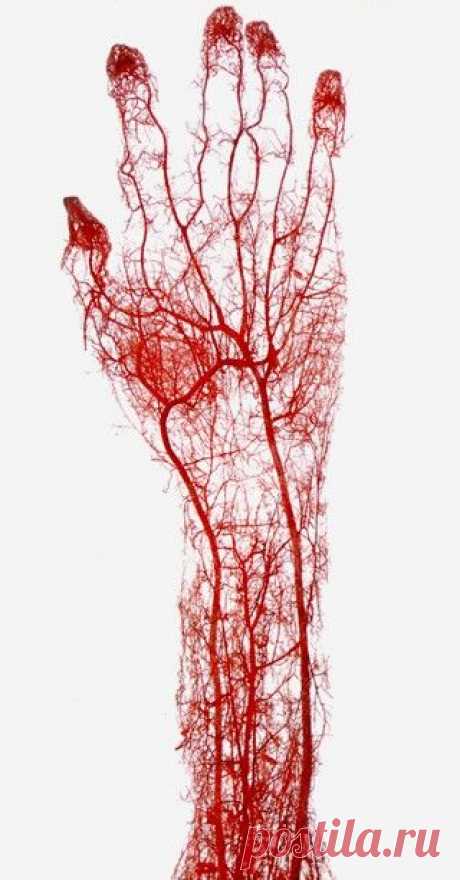 Очищение кровеносных сосудов в домашних условиях