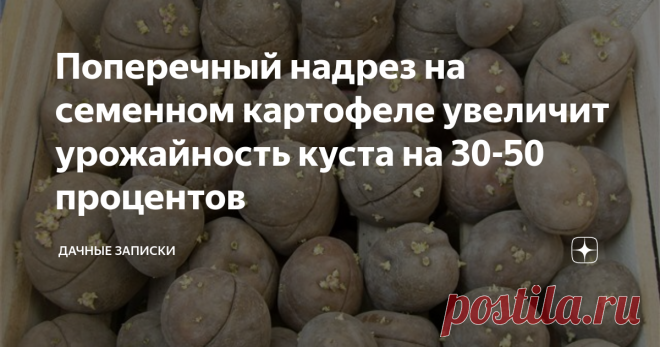 Поперечный надрез на семенном картофеле увеличит урожайность куста на 30-50 процентов По-научному такое явление зовется «кербовка», благодаря ей питание в клубне распределяется равномерно, и он дает максимальное количество побегов.