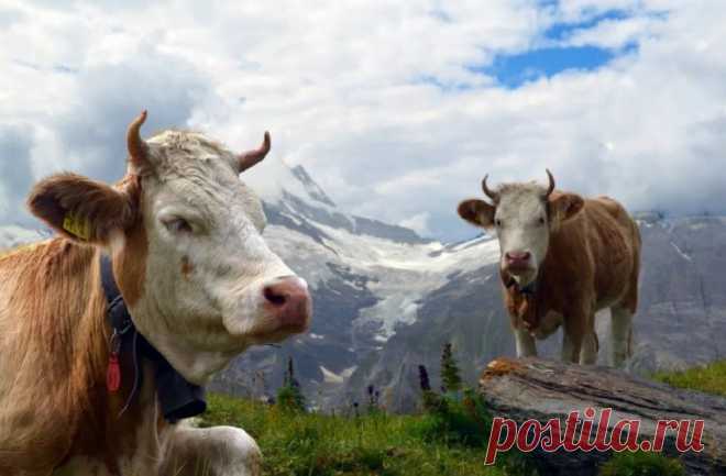 Рогатые коровы заслуживают материальной поддержки, считают швейцарские парламентарии | Живой мир - природа