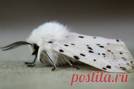 Моль в ковре: чем обработать и как защитить ковер от моли