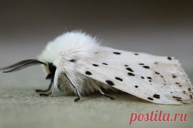 Моль в ковре: чем обработать и как защитить ковер от моли