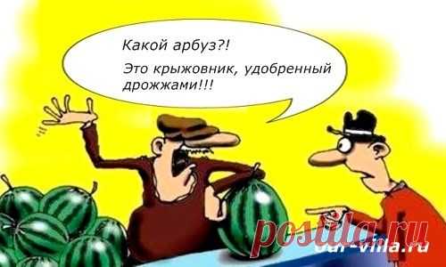 Подкормка дрожжами растений на даче. Наша любимая дача