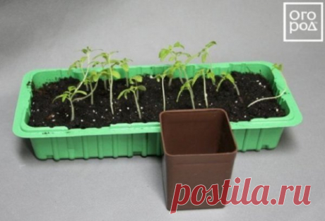 Выращивание рассады томатов без пикировки - Идеальная хозяйка