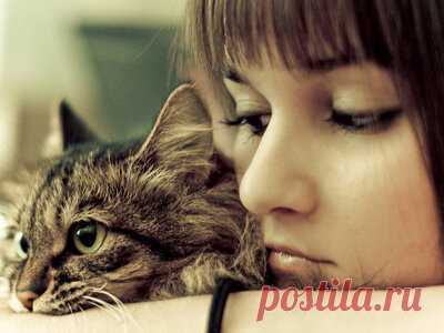 Чем кот может заразить человека? | Кот и Кошка | Яндекс Дзен