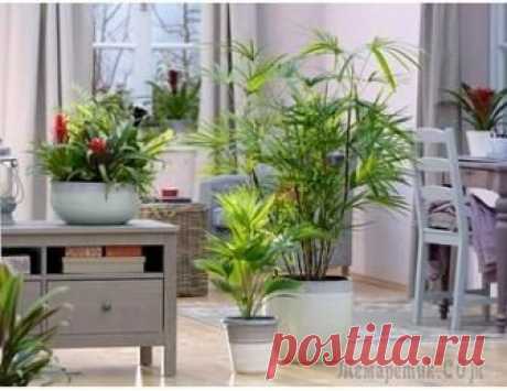 Влияние комнатных растений на атмосферу дома