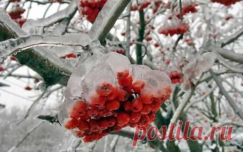 Рябина:витаминная зимняя ягода

Рябина служила источником вдохновения для людей самых разных профессий, и это неслучайно. Стройное деревце со светлой корой, изящной кроной, ярко-алыми гроздьями и тонкими, раскидистыми ветвями не только красиво, но и приносит вполне ощутимую пользу.Кроме того, она не прихотлива и совсем не боится морозов.
Рябина лечит