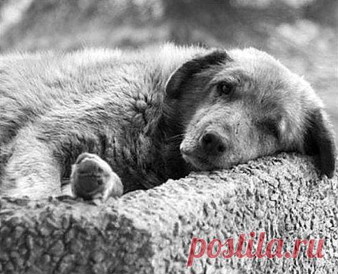 Мне неизвестно,кто его ударил. 
Виновного давно простыл и след. 
Пес издыхал на грязном тротуаре, 
не брал из рук ни хлеба, ни конфет. 

Он только выл, закидывая морду, 
да лил тоску своих померкших глаз. 
Земля была холодною и твердой 
под животом его на этот раз. 

И так меня он мутным взглядом мерил, 
как будто в муке силился сказать: 
"О. люди! Я же вам настолько верил, 
что даже не пытался убежать"