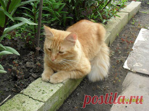 ღஐღ۩۩Дачники и огородники۩۩ ღஐღ – Людмила Митюшина добавила фотографию в альбом ღஐღДрузья наши меньшие на дачеღஐღ