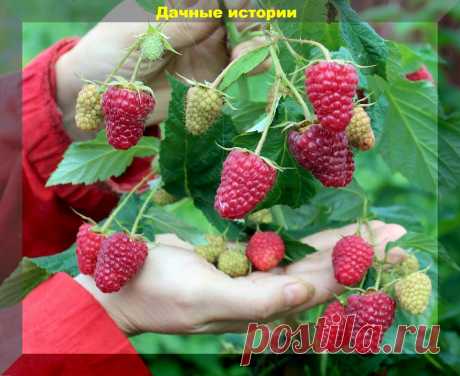 Важные дела в конце июля в саду и огороде: борьба с фитофторой, уход за малиной, защита роз от болезней и вредителей | Дачные истории | Яндекс Дзен