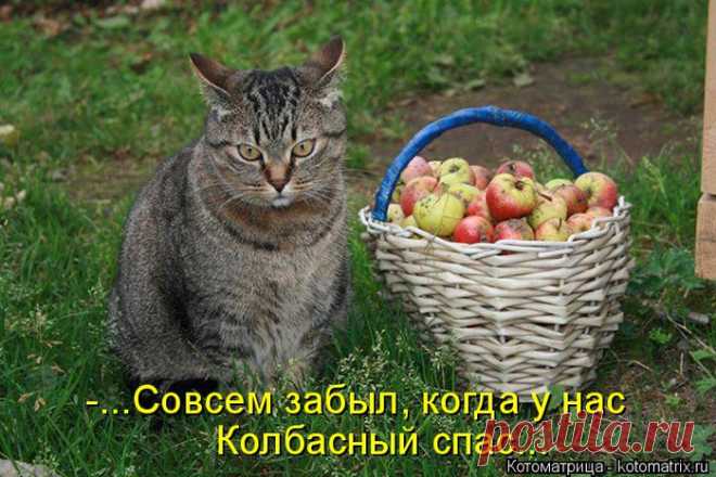 котоматрица | Записи с меткой котоматрица | Поиск нужной и полезной информации