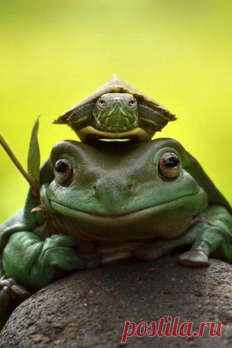 Лягушки, Черепахи and Рептилии on Pinterest