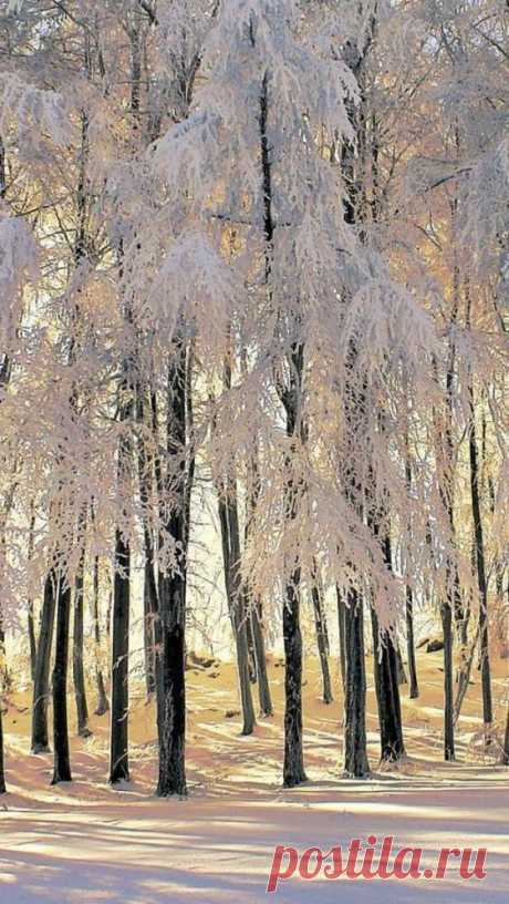 | December Wonder | “There is a pleasure in the pathless…  |  Pinterest • Всемирный каталог идей