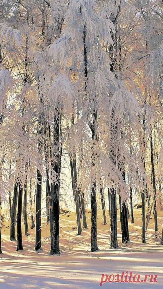 | December Wonder | “There is a pleasure in the pathless…  |  Pinterest • Всемирный каталог идей