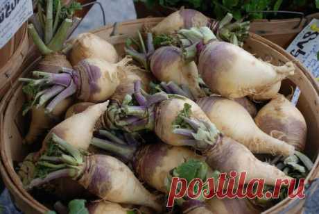 Возрождаем традиции: брюква | Огород без хлопот