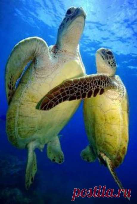 BEAUTY OF WILDLIFE: Awesome Collection Of World Best Reptile and Bugs Photography and Photos Of The Day (Part1)