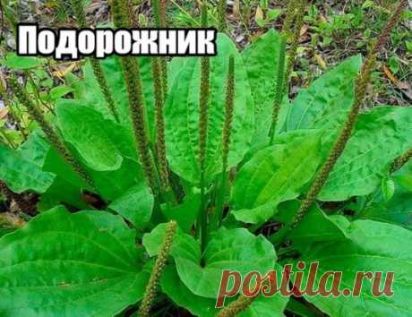 ПОДОРОЖНИК