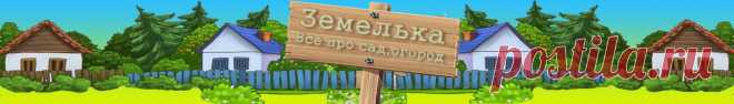 Многолетние цветы цветущие все лето: фото и название, неприхотливые
