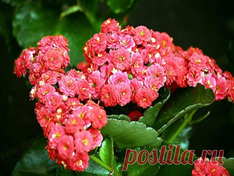 Каланхоэ - уход в домашних условиях, цветение, размножение и пересадка, видео