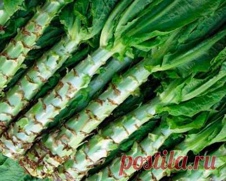 Салат спаржевый Уйсун (Lactuca asparagus)