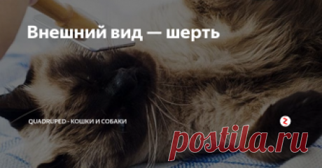 Внешний вид — шерть Шерсть любой длины состоит из двух слоев: тонкого внутреннего (подшерстка) и более грубого внешнего (защитного).