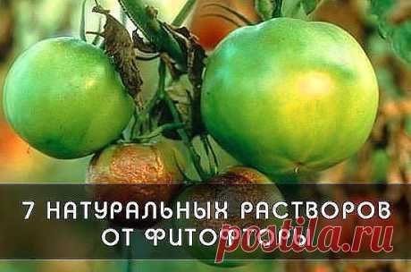 ФИТОФТОРА: КАК ИЗБАВИТЬ ТОМАТЫ ОТ ЗЛОСТНОГО НЕДУГА

Рецепт №1 Болтушка


— 5 литров воды;
- 1 столовая ложка соды;
- 3 столовые ложки растительного масла;
- 1 чайная ложка жидкого мыла.
Соединить все ингредиенты, взболтать и сразу опрыскать растения из пульверизатора или специального опрыскивателя.

Рецепт №2 Хвойный отвар
- хвоя (еловая, сосновая) — 1 литровая банка;
- вода — 0,5 литра;
- мыло хозяйственное — 30 грамм.
Прокипятить хвою в течение 5 минут, остудить и процед...