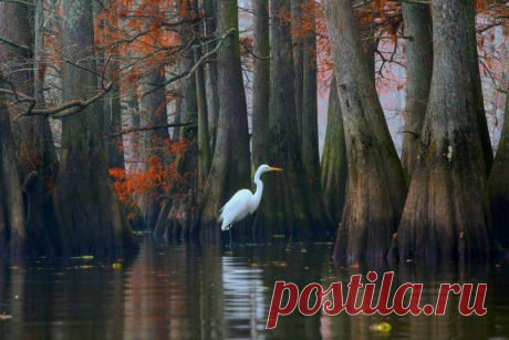 (+1) тема - Фантастические кипарисы озера Каддо | Непутевые заметки