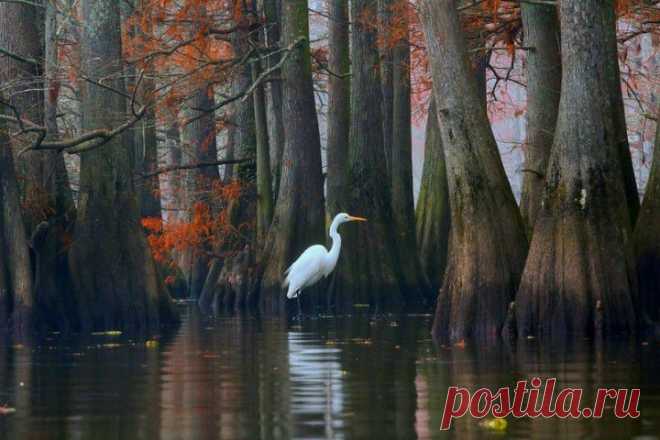 (+1) тема - Фантастические кипарисы озера Каддо | Непутевые заметки