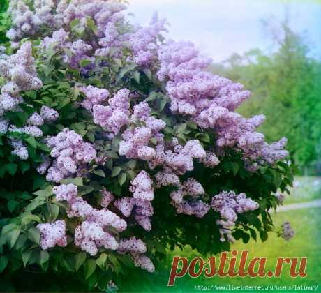 Как размножить сирень