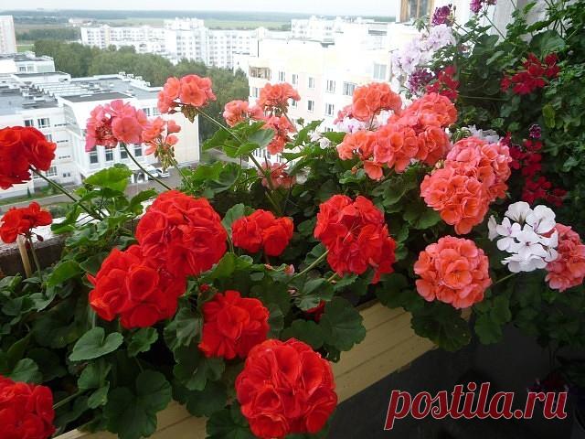 КАПЛЯ ЙОДА - И ВЫ НЕ УЗНАЕТЕ СВОЮ ГЕРАНЬ!

Вырастить герань можно и из семян, но я предпочитаю черенкование, которое проводится с середины февраля до начала марта.
В это время уже требуется производить обрезку герани.
Ведь герань светолюбива, а зимой света мало, и растение вытягивается, становится не очень красивым.
У герани нужно обрезать оголенные побеги на ту высоту, которая Вам нужна (но не совсем на пень, конечно), от них новые веточки пойдут.
А можно каждый год обнов...