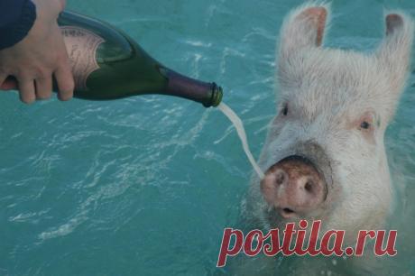 морские свиньи