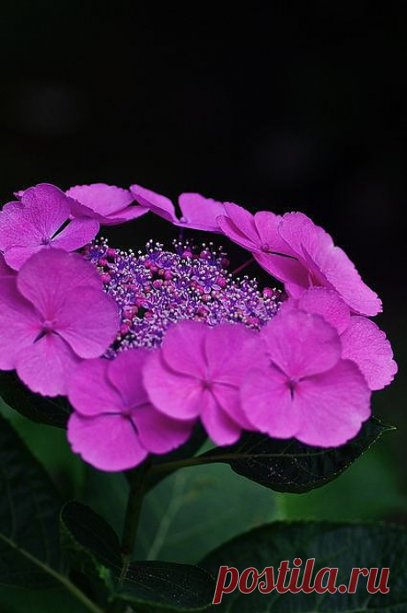 Violet Hydrangea | Flowers