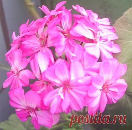 Некоторые вопросы по уходу за пеларгониями (геранями) | Герань (Pelargonium)